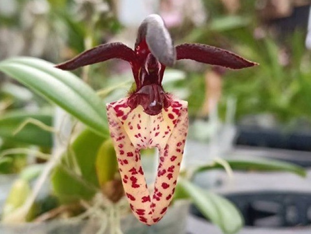 Bulb.原種 - オーキッドバレーミウラ