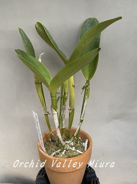 交配種分け株 - オーキッドバレーミウラ