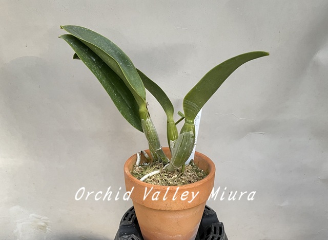 交配種分け株 - オーキッドバレーミウラ