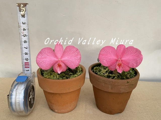 カトレア系原種② - オーキッドバレーミウラ