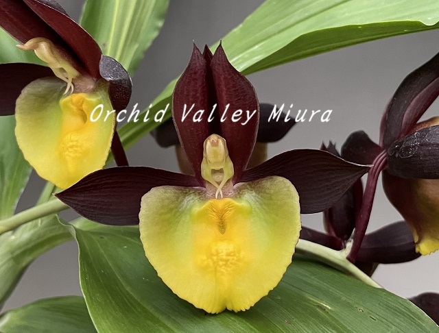 オーキッドバレーミウラ