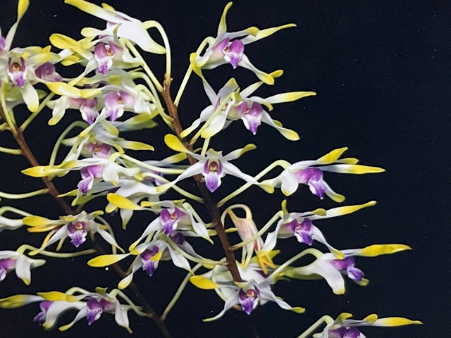 洋ラン 原種デンドロビウム2種 洋ラン 原種デンドロビウム2種