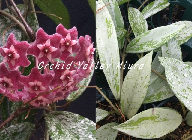 ホヤ系 - オーキッドバレーミウラ