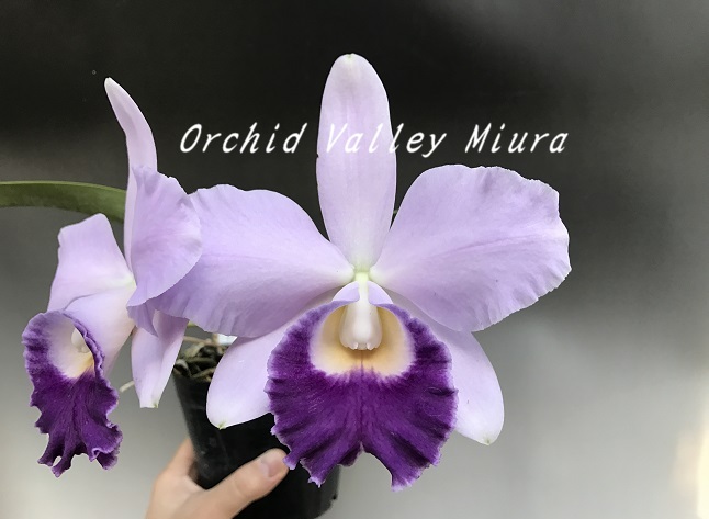 オリジナル実生苗 - オーキッドバレーミウラ