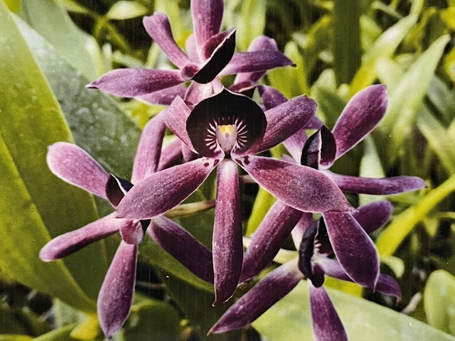 おすすめ品！！③ - オーキッドバレーミウラ