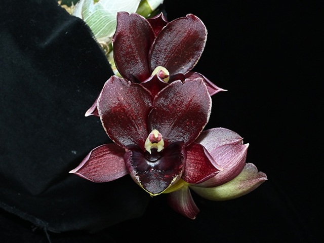 Catasetum系② - オーキッドバレーミウラ