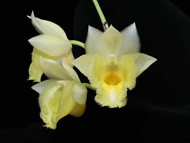 Catasetum系② - オーキッドバレーミウラ