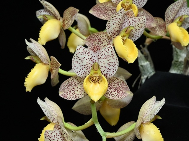 Catasetum系② - オーキッドバレーミウラ